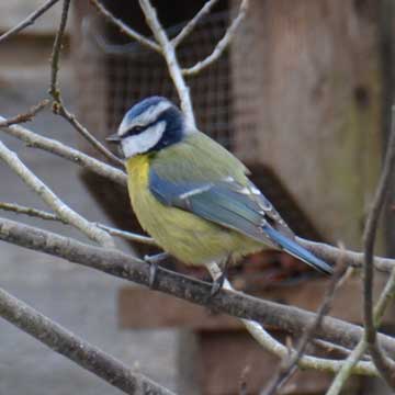 bluetit