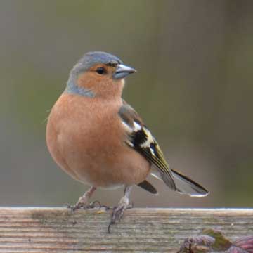 chaffinch