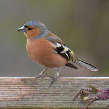 chaffinch