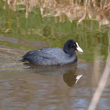 coot