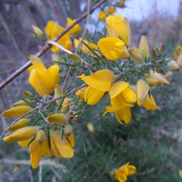 gorse