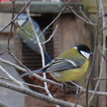 great tit