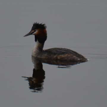 grebe