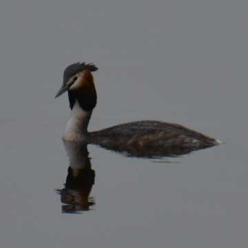 grebe