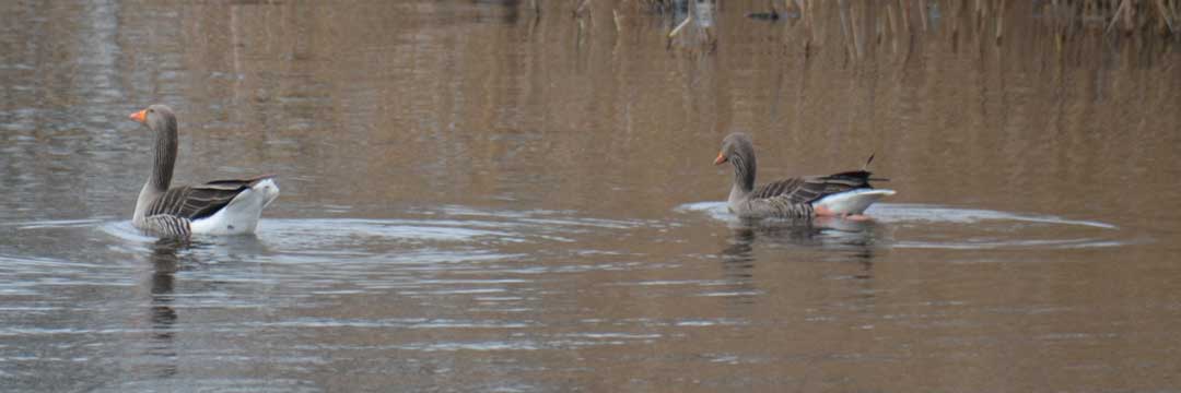greylag