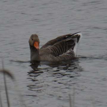 greylag