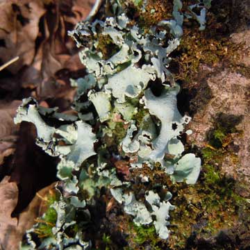 lichen