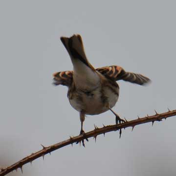 reed bunting