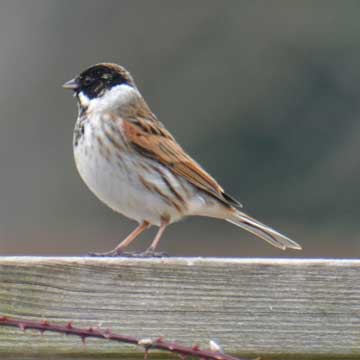 reed bunting