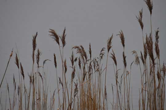 reeds