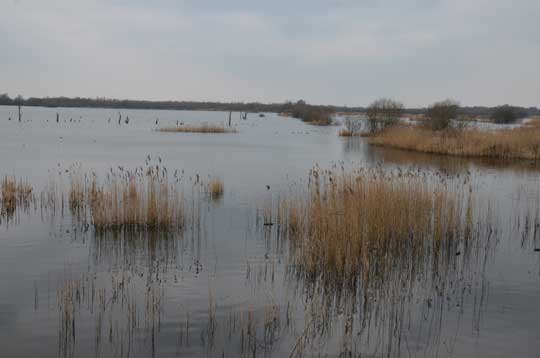 shapwick heath