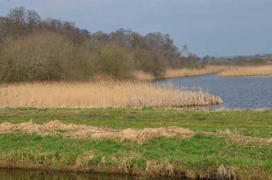 shapwick heath