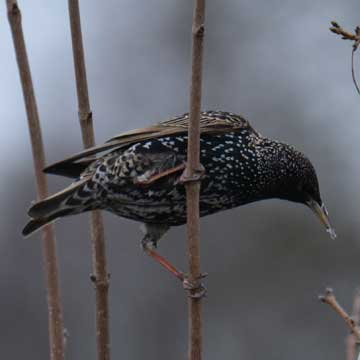 starling