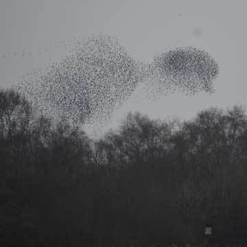 starlings