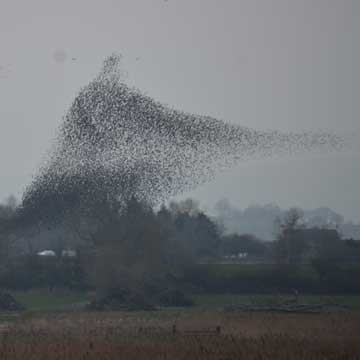 starlings