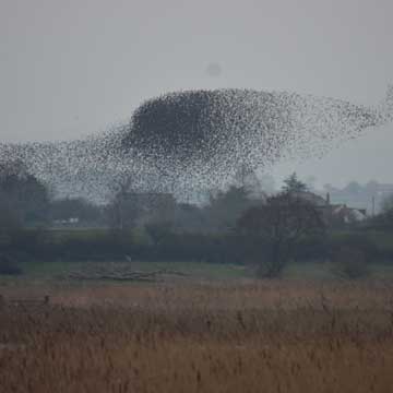 starlings