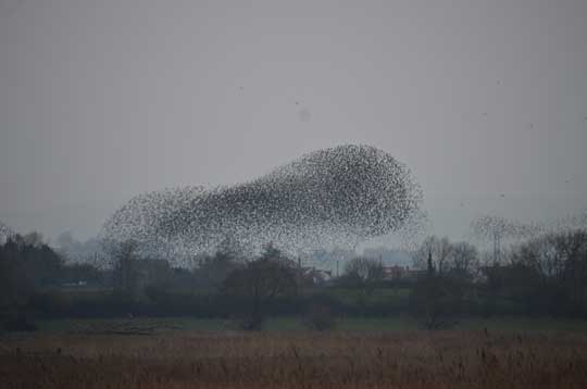starlings