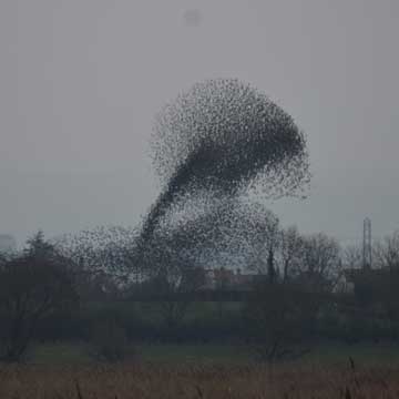 starlings