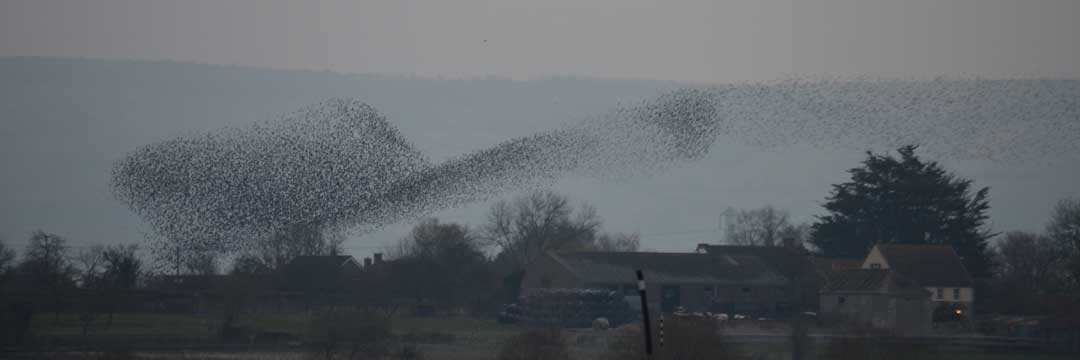 starlings