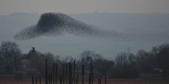 starlings