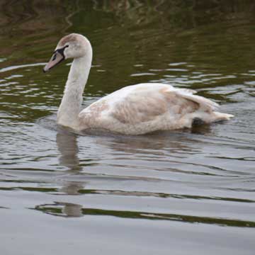 swan