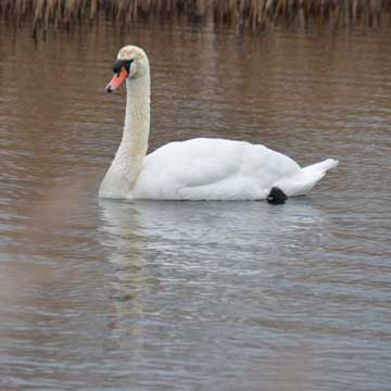 swan