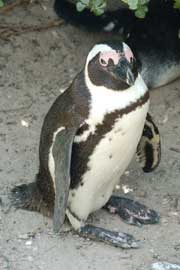 penguin