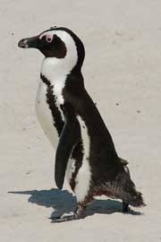penguin