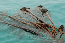 kelp