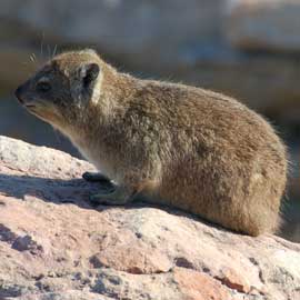 dassie