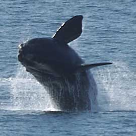 whalefromshore