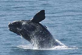 whalefromshore