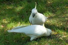 cockatoo