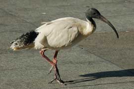 ibis