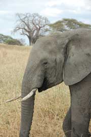 elephant