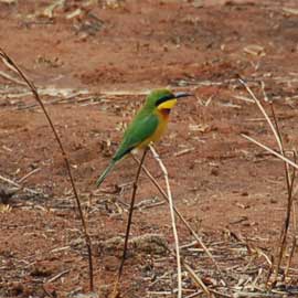 bee eater