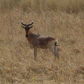 hartebeest