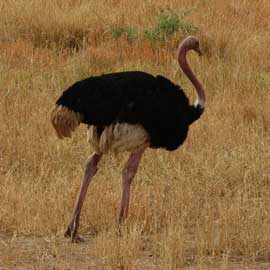ostrich