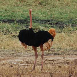 ostrich