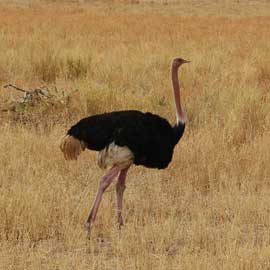 ostrich