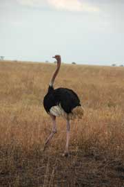 ostrich
