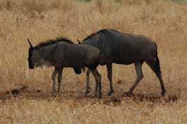 wildebeest