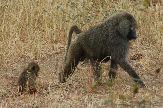 baboon