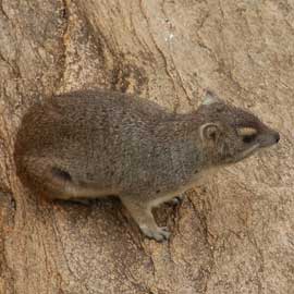 hyrax