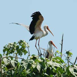 stork