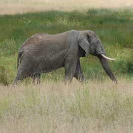 elephant