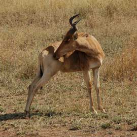hartebeest