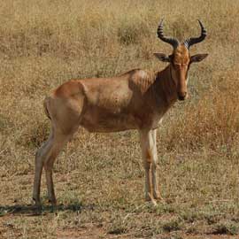 hartebeest