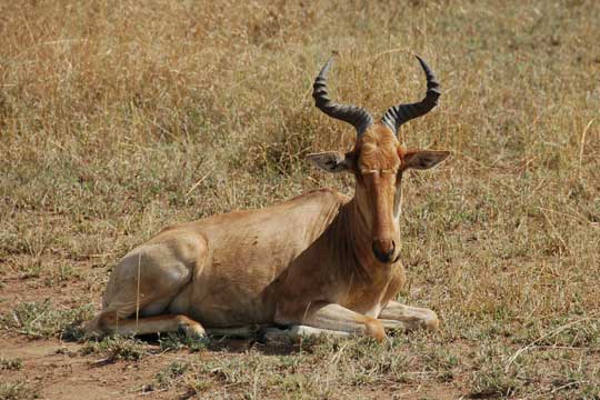 hartebeest