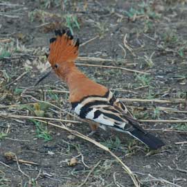 hoopoe